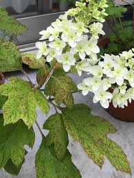 鉢植えにしてベランダで育てている柏葉アジサイなのですが 葉 園芸相談q A みんなの趣味の園芸