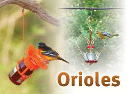 Maybe you would like to learn more about one of these? Attract Orioles To Your Backyard Songbird Station