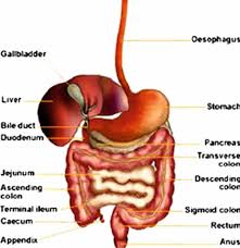 Gastrointestinal Tract And Its Distribution Probability Of Colon Cancer Download Scientific Diagram