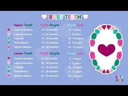 Baby Teething Chart Baby Teeth Order Chart