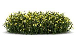 Broom Flowers Isolated On White Background Ad Flowers Broom Isolated Background White Ad Bush Plant White Background Flowers