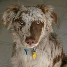 aussiedor labrador retriever pastore australiano australian shepherd lab mix australian cattle dog mix australian shepherd
