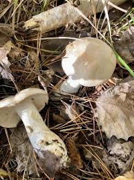 Image result for Clitocybe multiceps