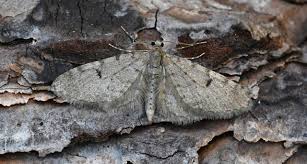 Image result for Eupithecia indigata