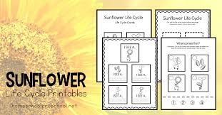 The activities in this fun printable pack include: Free Printable Life Cycle Of A Sunflower Worksheets