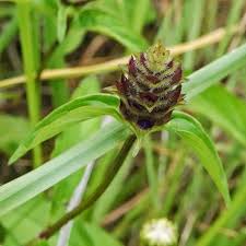 Image result for Eriosema × prunelloides