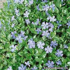 Pin On Garden
