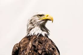 Eagles live, the millennium concert, and long road out of eden. Pvk T11vnpbwfm