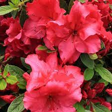 Bloom A Thon Red Reblooming Azalea Rhododendron X Azaleas Azalea Shrub Plants