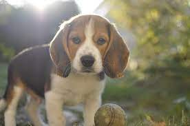 www.beagle-chien.com