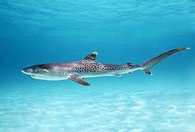 Il faut environ deux et demi pour cent de croissance juste. Requin Tigre Animaux Desarme