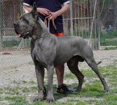 Akc 44 European Great Dane Puppy For Sale Great Dane Great Dane Puppy Puppies