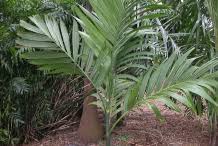 Palm i img 2081.jpg 339 × 650; Betel Nuts Facts And Health Benefits