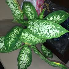 Problem With Dieffenbachia Annual Plants Plant Diseases Plant Leaves