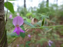 Image result for Galactia