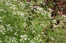 Maybe you would like to learn more about one of these? Black Gold A Guide To Edible Flowers Black Gold