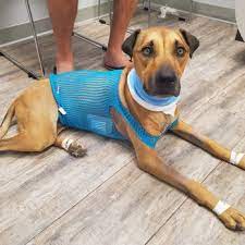 You count on fedex for reliable shipping. Phoenix Veterinary Referral And Emergency 36 Photos 107 Reviews Veterinarians 4015 E Cactus Phoenix Az Phone Number