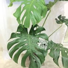 Salah Satu Collector S Edition Nih Beautiful Monster Cocok Untuk Di Sudut Ruangan Atau Teras Rumah Adopsitan Plant Leaves Instagram Instagram Posts