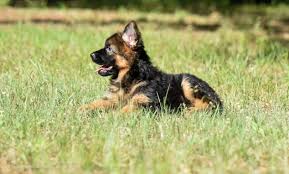 5 Reasons Why German Shepherd Dogs are the Best Dog for Your Family -  Kaiser German Shepherds