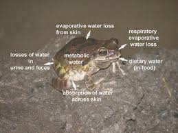 No species would exist without water, but some of them can go years without drinking a single drop. Water Balance Springerlink