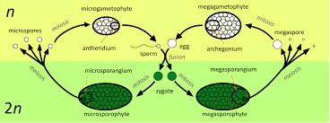 The life cycle of seedless vascular plants like animals, seedless vascular plants (and other plants) alternate between meiosis and fertilization during reproduction. Early Plant Life Boundless Biology