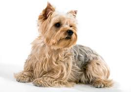 Check spelling or type a new query. Yorkshire Terriers What S Good About Em What S Bad About Em