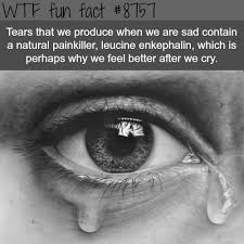 Why We Feel Better After We Cry Wtf Fun Facts In 2020 Funny Weird Facts Fun Facts Mind Blown Wierd Facts