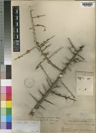 Image result for Commiphora kua