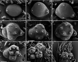 Image result for Streptocarpus glandulosissimus