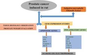 Image result for Indigofera daleoides