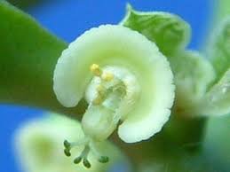 Image result for Monadenium pedunculatum