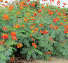 Bird Of Paradise Tree Arizona The Botanical Name For Red Bird Of Paradise Is Caesalpinia Pulcherrima It Is A Species In The Birds Of Paradise Plant Paradise Plant Birds Of Paradise Flower