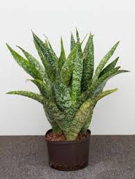 Nieuwkoop Europe B V 1saautu40 Sansevieria Plant Jade Plants Ornamental Plants