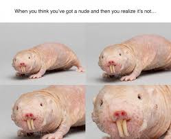 Naked Mole Rats Are Being Used To Protect Teens From Sextortion Shropshire Star