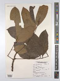 Image result for Sorindeia rhodesica