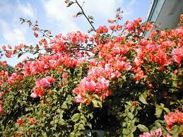 Image result for Bougainvillea