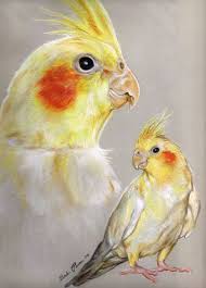 Cockatiel Yellow Bird With Red Cheeks Conrad The Cockatiel By Properprimart On Deviantart Bird Drawings Cockatiel Nature Art Painting