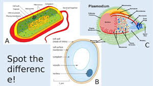 The wire itself is made from copper, which is an excellent conductor. Fungi Diagram Gcse Fusebox And Wiring Diagram Symbol Urine Symbol Urine Haskee It