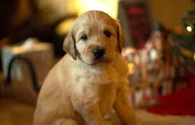 Puppyfinder.com is your source for finding an ideal labradoodle puppy for sale in florida, usa area. Labradoodle Puppies For Sale In Clearwater Florida Classified Americanlisted Com