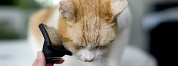 I have had several elderly cats, the oldest was 23 when he passed and i have one currently that is 18 or 19. Hair Loss In Cats Causes Treatment Purina