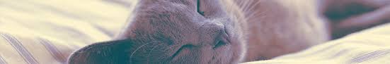Many feral cats are born in the wild, and others have been abandoned by their owners or have become lost. San Diego Cat Adoption The Rescue House
