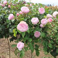 It was delivered with the other rose on 29 january 2020, extremely quick delivery time, in fact the quickest of all from five online rose companies we ordered from at the same time. Olivia Rose Austin Pink David Austin Rose Gardenroses Co Uk