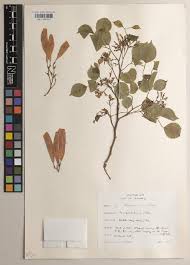 Image result for Dalbergia bracteolata