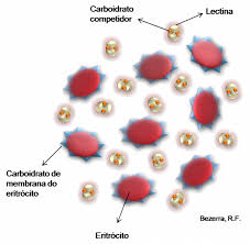Se desconocian las lectinas hasta que. Https Repositorio Ufpe Br Bitstream 123456789 1616 1 Arquivo3092 1 Pdf