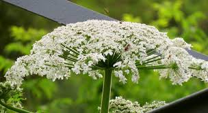 Maybe you would like to learn more about one of these? Borshevik Sosnovskogo Kak Sebya Zashitit Ozhogi Ot Borshevika Sosnovskogo Ogorodniki