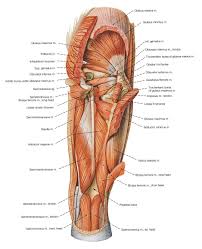 The lumps may vary in size and may or may not be painful. Muscles Posterior Hip And Thigh Muscle Diagram Human Muscle Anatomy Thigh Muscle Anatomy