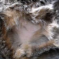 We did not find results for: Ventral Abdominal Alopecia In A Cat Behavioral Over Grooming Cat Skin Cat Skin Problems Pets