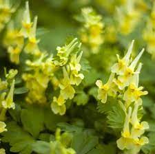 Small yellow flowers grow along stems. 25 Yellow Flowers For Gardens Perennials Annuals With Yellow Blossoms