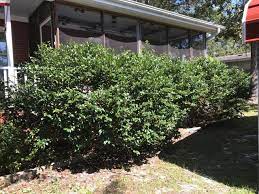 This will help to prevent the spread of disease to healthy branches. How Do You Get Rid Of Overgrown Azalea Bushes Hometalk