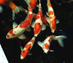 Untuk kebutuhan airnya, setiap satu inci ikan berbanding dengan 10 galon air. Mengenali Gejala Koi Sakit Solusi Kolam